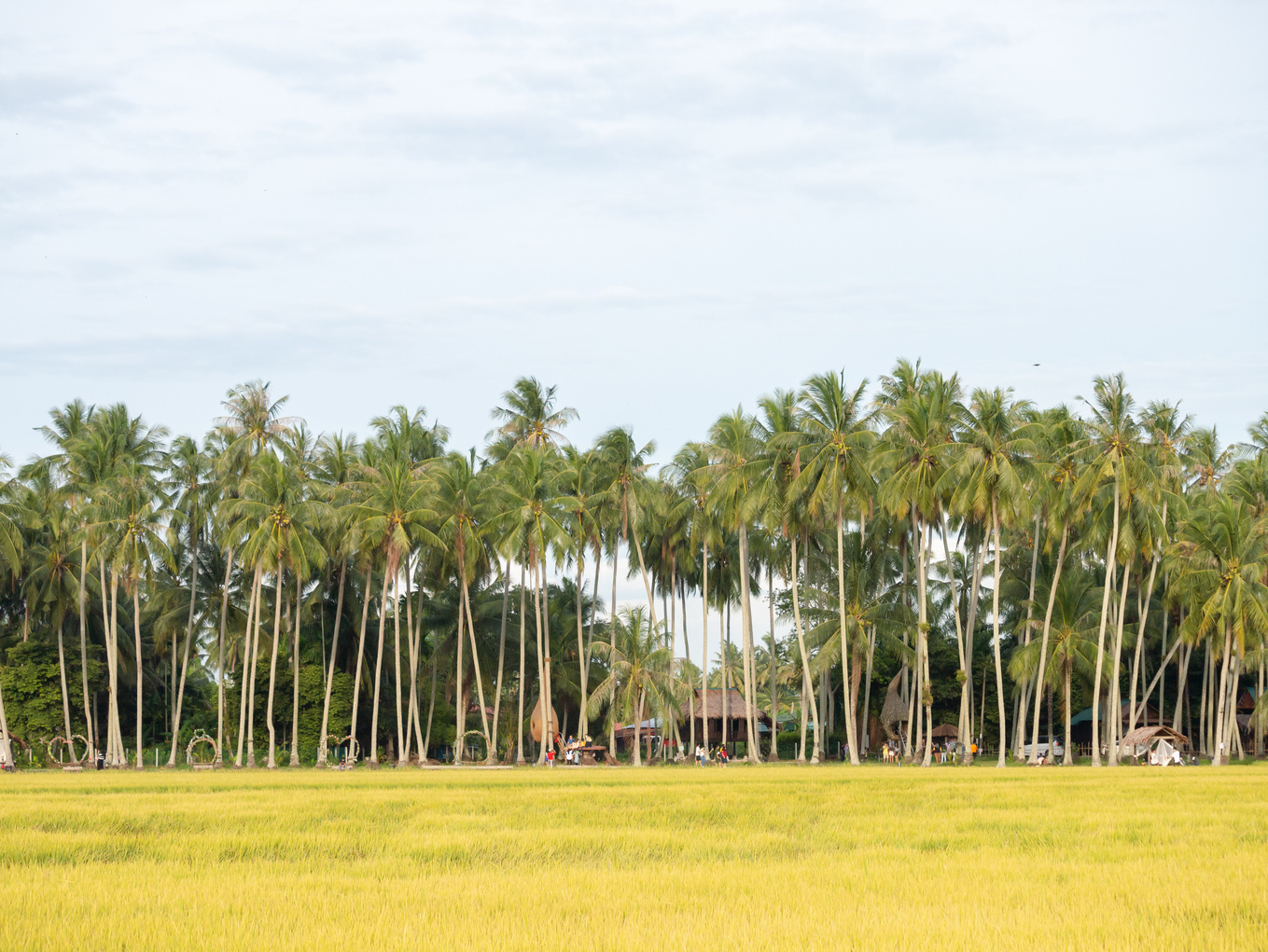 Coconut eco farm Kampung Agong and ripe yellow paddy